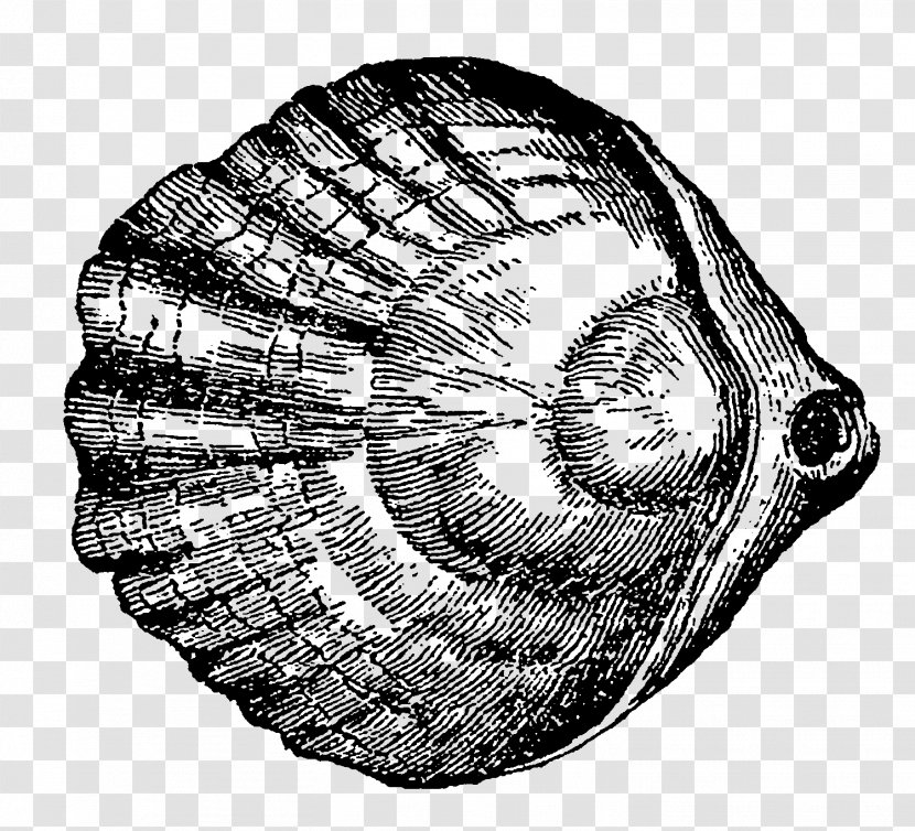 Snail Gastropods Conchology Seashell Invertebrate - Fossil Transparent PNG