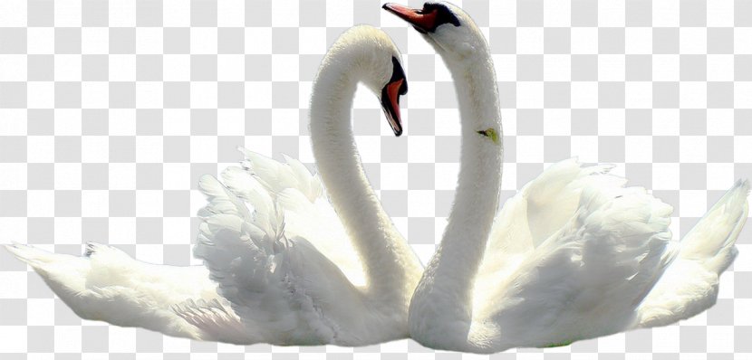 Tundra Swan Black Bird Wedding - Animal Transparent PNG