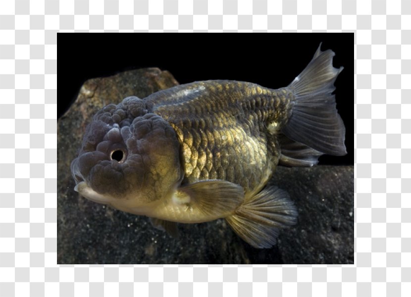 Ranchu Lionhead Oranda Goldfish - Lion - Fish Transparent PNG