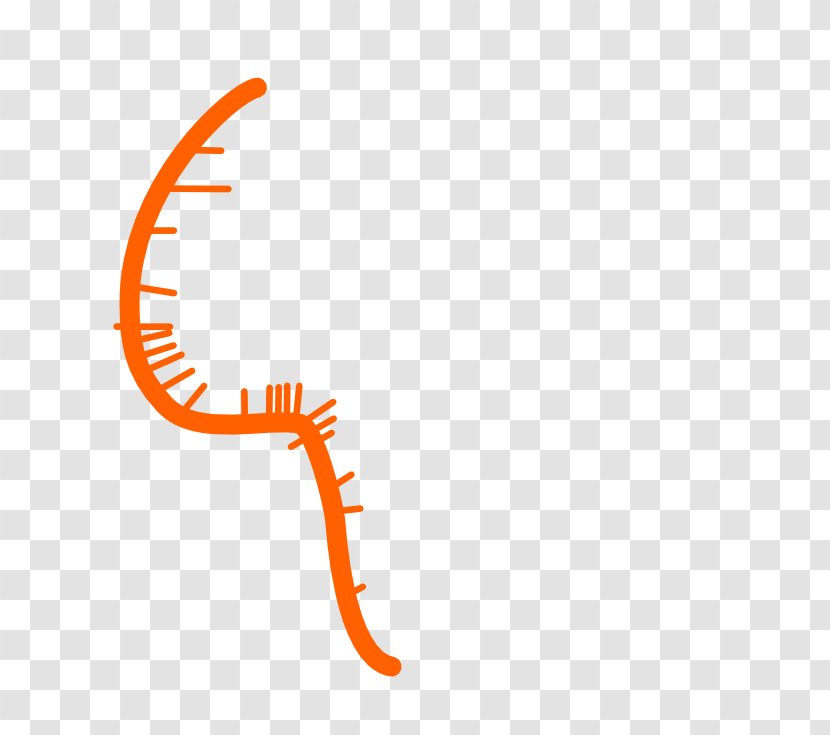 Clip Art Logo Line Organism Orange S.A. - Diagram Transparent PNG