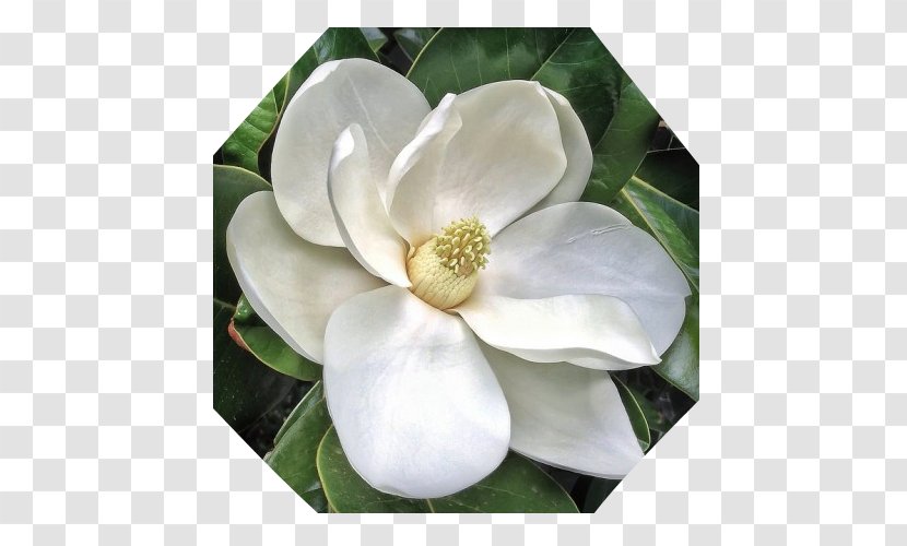 Southern Magnolia Star Chinese Flower Sweetbay - Lindens Transparent PNG