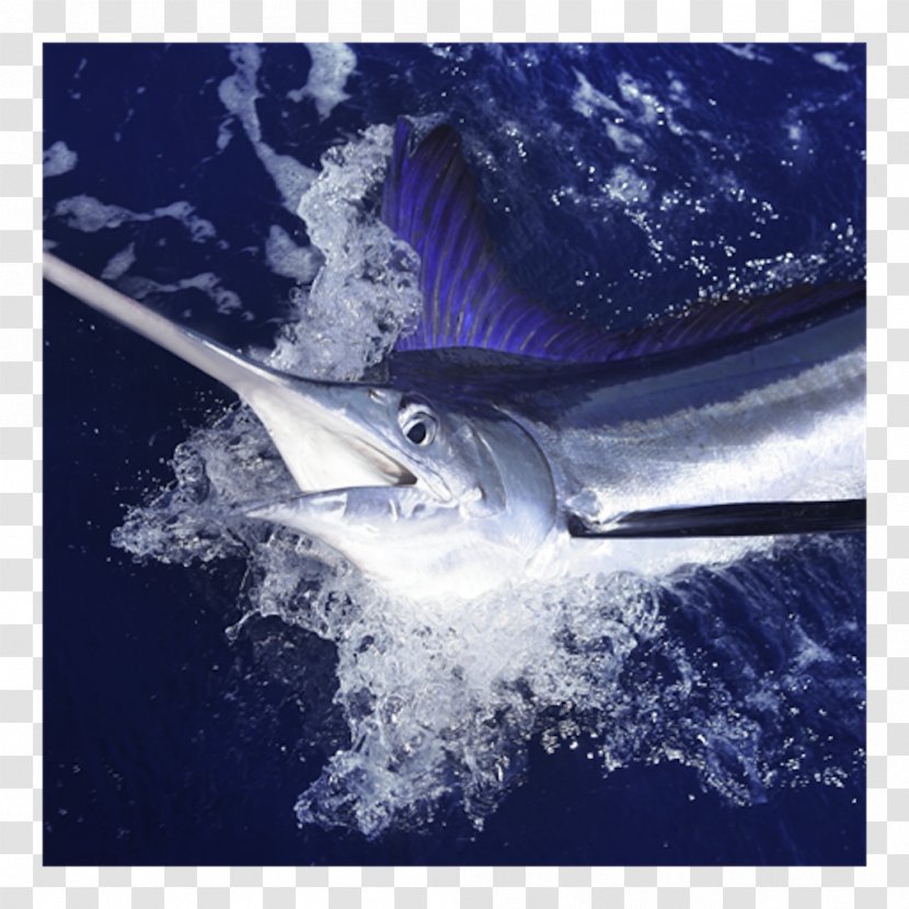 Cabo San Lucas Atlantic Blue Marlin Fishing White - Recreational Transparent PNG