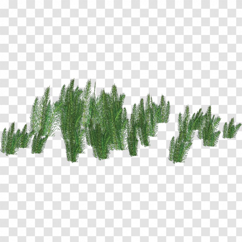Ulquiorra Cifer Gigantoraptor Anzu Wyliei Pine Family Grasses - Tree - Balaur Transparent PNG