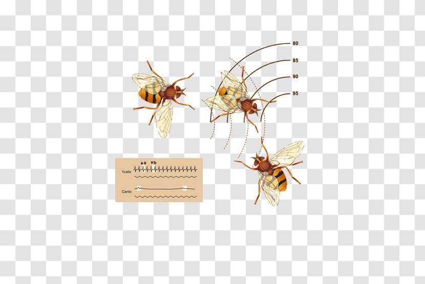Insect Pollinator Pest Membrane - Winged - Biological Medicine Advertisement Transparent PNG