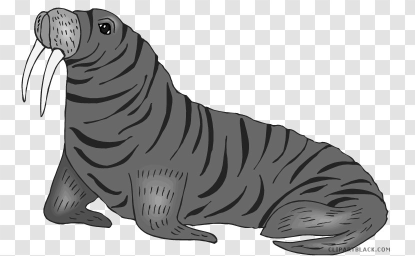 Walrus Tiger Sea Lion Clip Art - Terrestrial Animal Transparent PNG