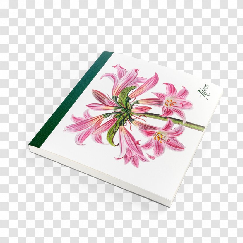 Aboca Museum Jersey Lily Lilium Flower Petal - Rectangle Transparent PNG