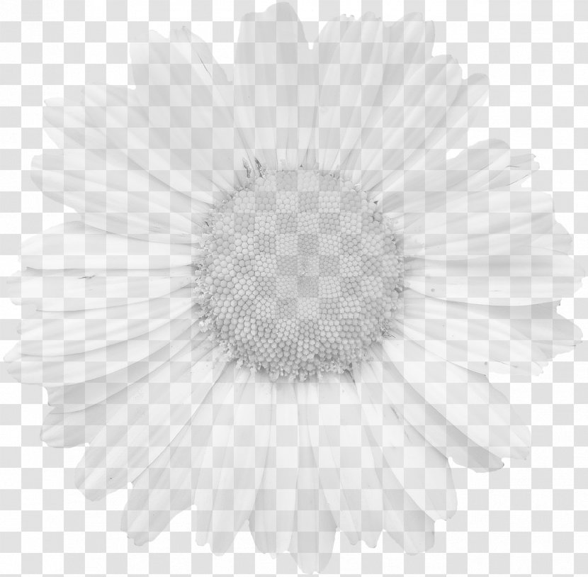 Photography - Close Up - Flower Transparent PNG