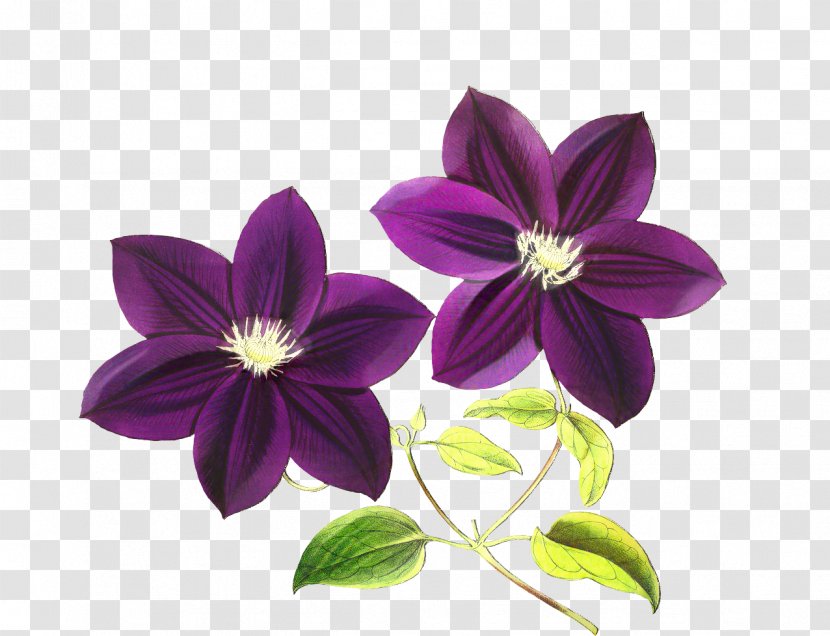 Purple Flower - Blue - Wood Sorrel Family Viola Transparent PNG