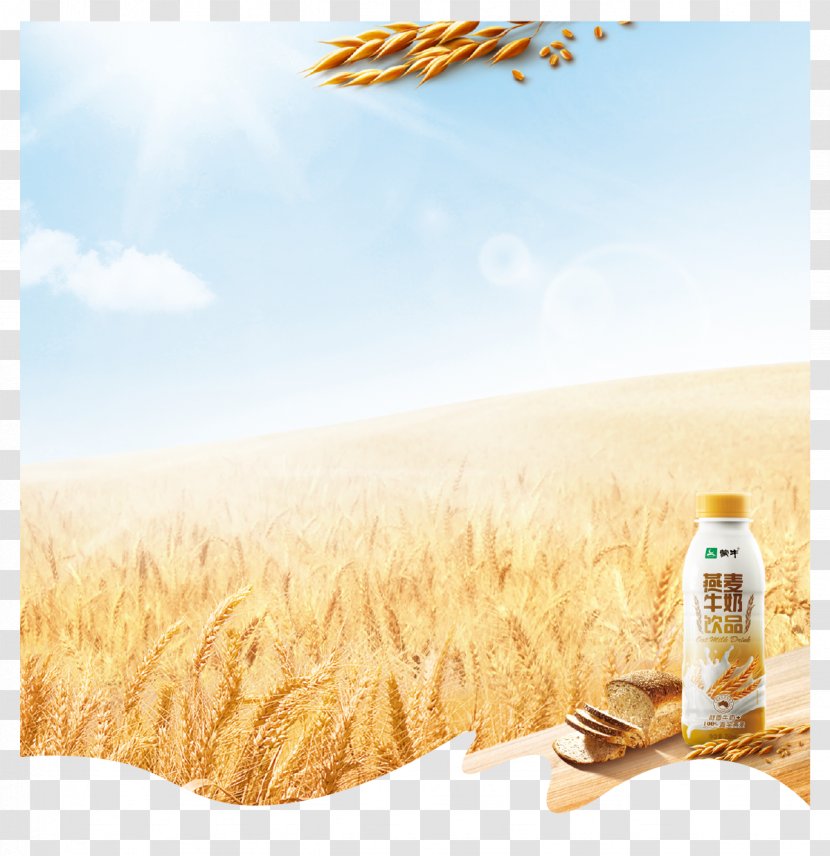 Emmer Poster Oat - Cereal - Wheat Background Material Transparent PNG