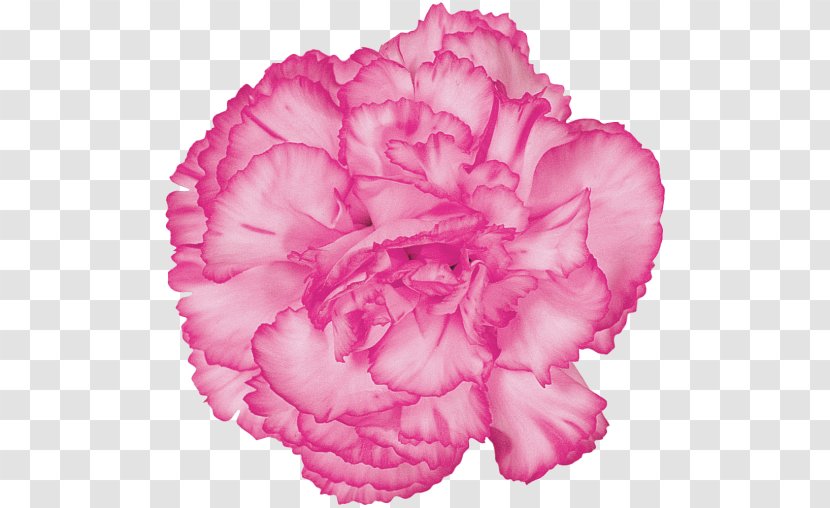 Carnation Cut Flowers Pink - Flower Transparent PNG