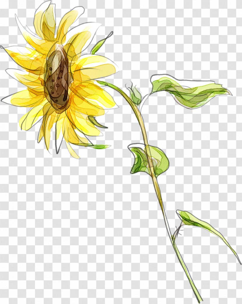 Common Sunflower Cartoon Illustration - Cute Hand-painted Yellow Transparent PNG