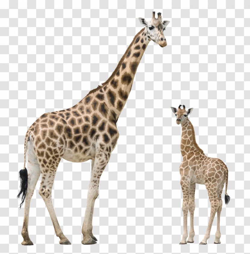 Giraffe Pixabay Illustration - Image File Formats Transparent PNG