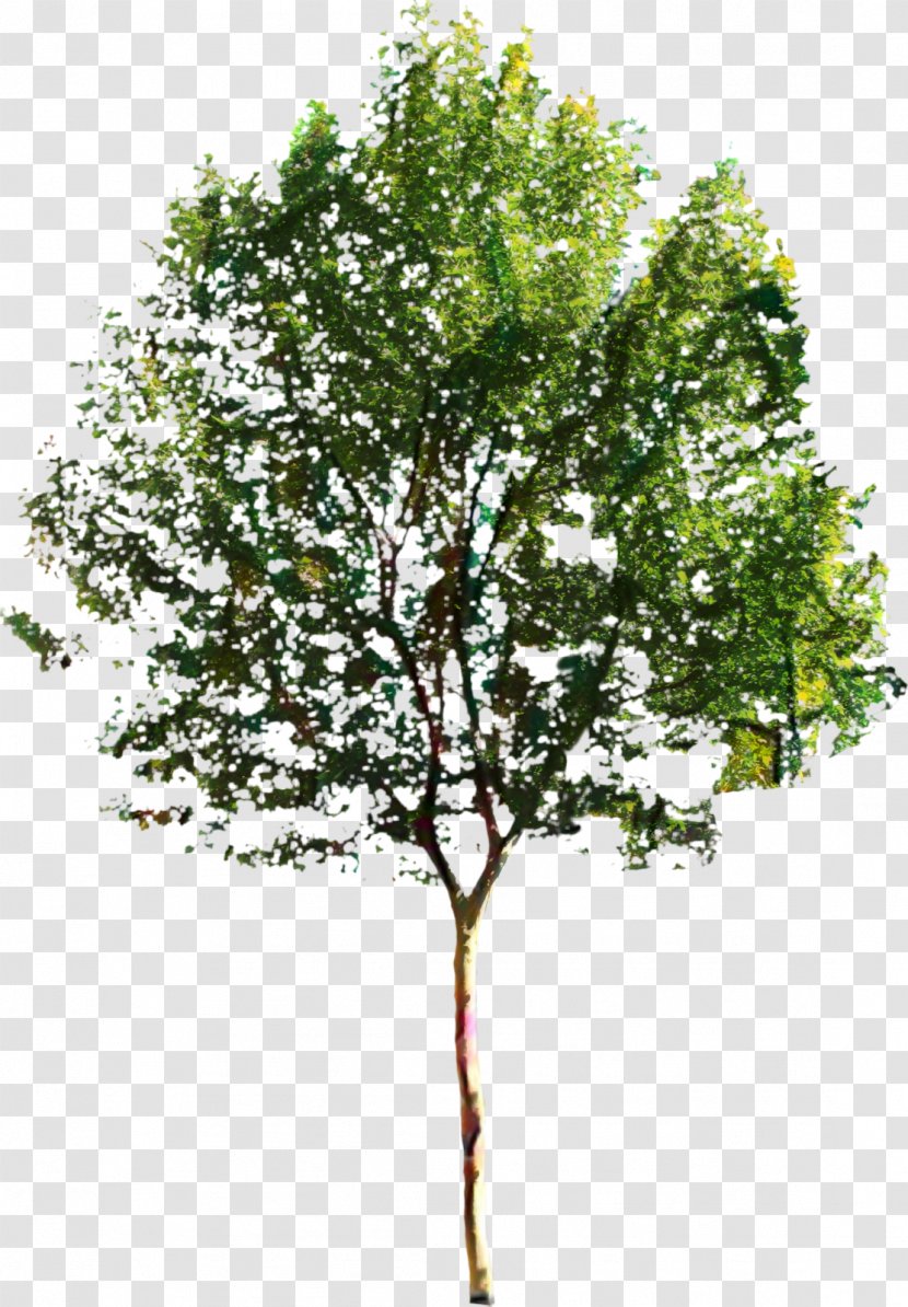 Clip Art Tree Image Vector Graphics - Birch - Woody Plant Transparent PNG