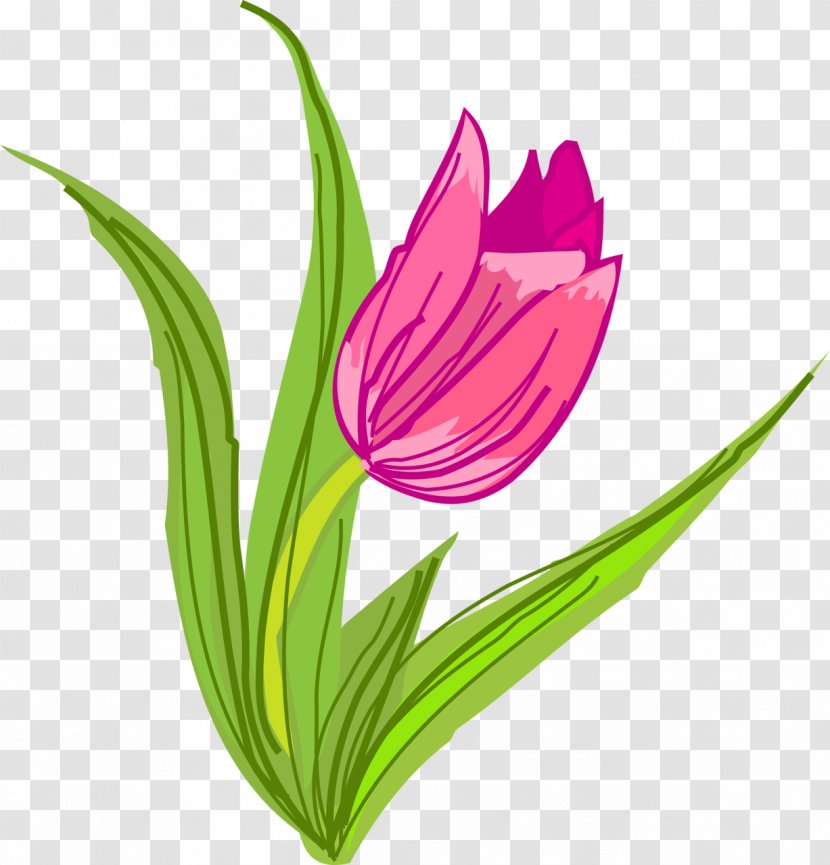 Flowering Plant Cut Flowers Tulip - Seed Transparent PNG