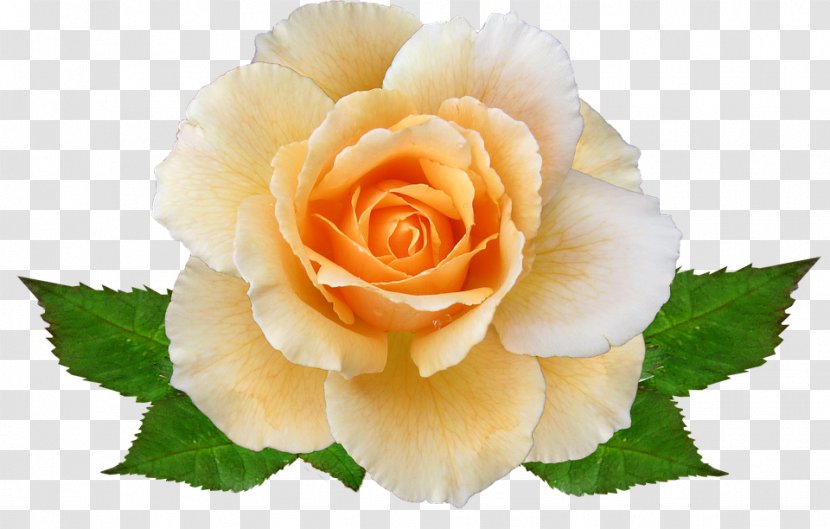 Garden Roses Cabbage Rose Floribunda Flower - Family Transparent PNG