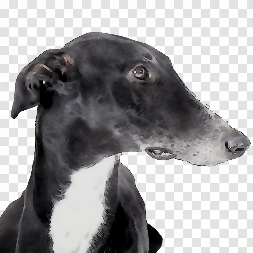 Italian Greyhound Spanish Sloughi Whippet - Longdog - Minnesota Transparent PNG