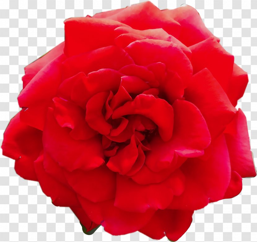 Red Watercolor Flowers - Rose - Perennial Plant Camellia Transparent PNG