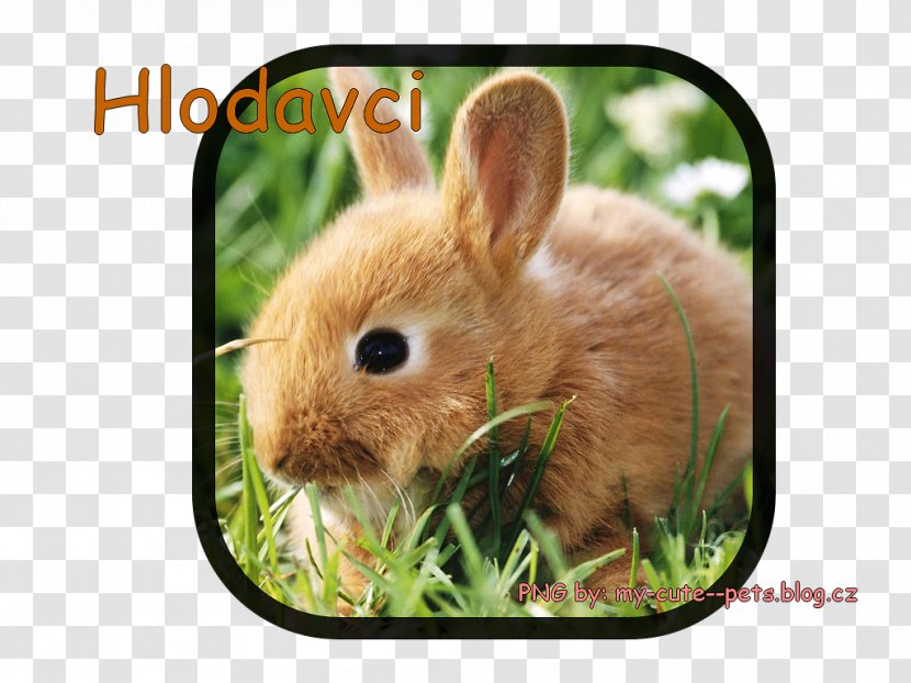 Desktop Wallpaper Image High-definition Television Rabbit Photograph - Easter Bunny Transparent PNG