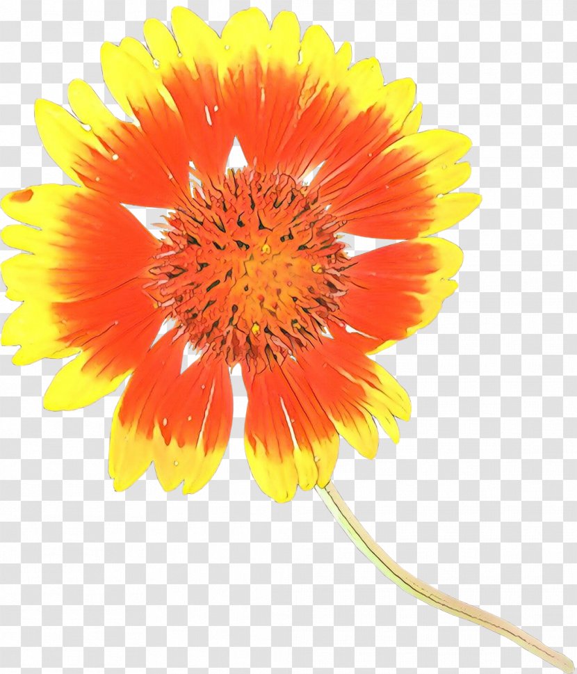 Transvaal Daisy Cut Flowers Blanket Pot Marigold Petal - Sunflower Transparent PNG