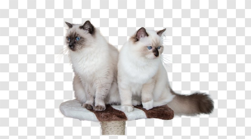 Ragdoll Birman Balinese Cat Domestic Short-haired Whiskers - Rag Doll Transparent PNG