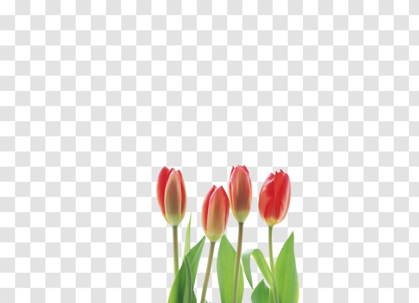 Tulip Cut Flowers - Photography Transparent PNG