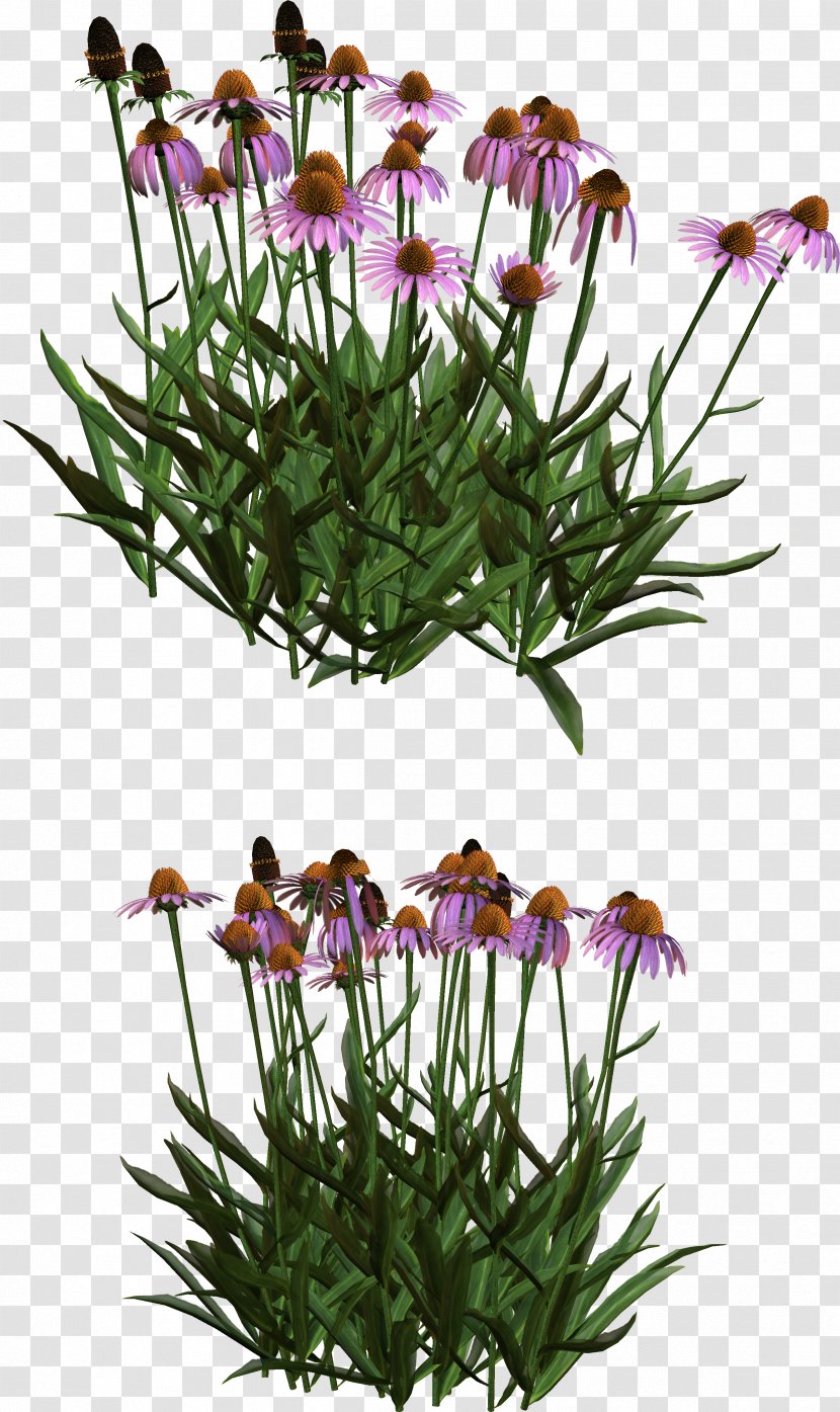 Cut Flowers Flowerpot Plant Stem Flowering Transparent PNG