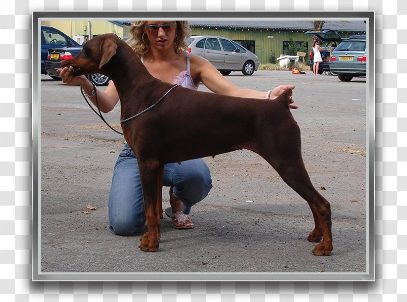 Dobermann Dog Breed Pinscher Guard - Wurlitzer Transparent PNG