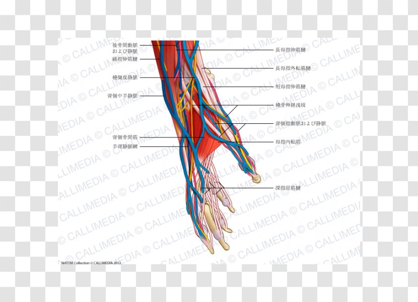 Thumb Nerve Blood Vessel Muscle Hand - Flower Transparent PNG