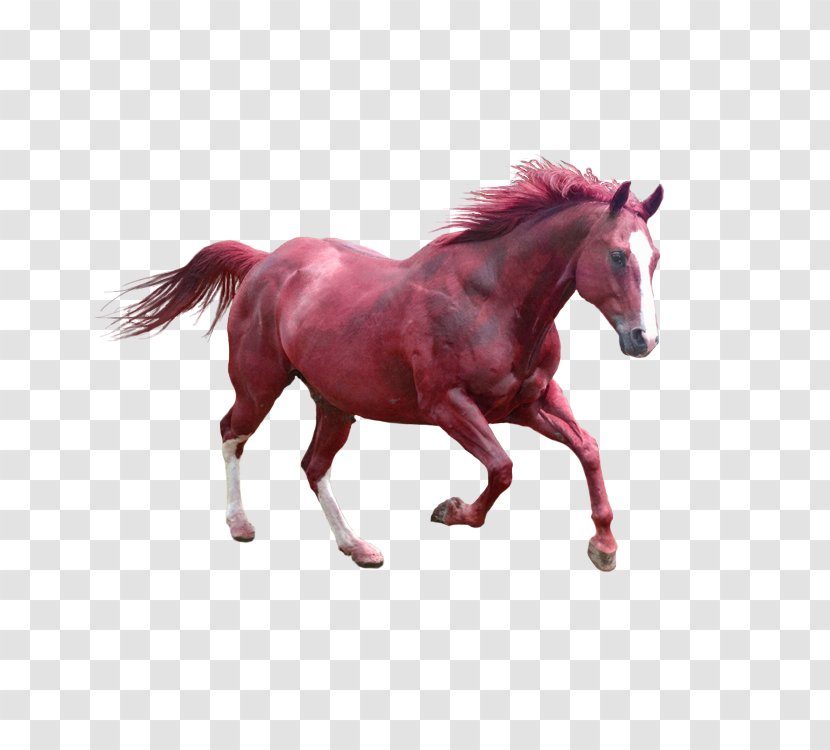 Horse Grooming Dog Pet - Ironon - Running Transparent PNG