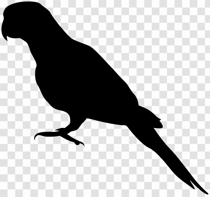 Amazon Parrot Bird Senegal Grey - Silhouette Clip Art Image Transparent PNG