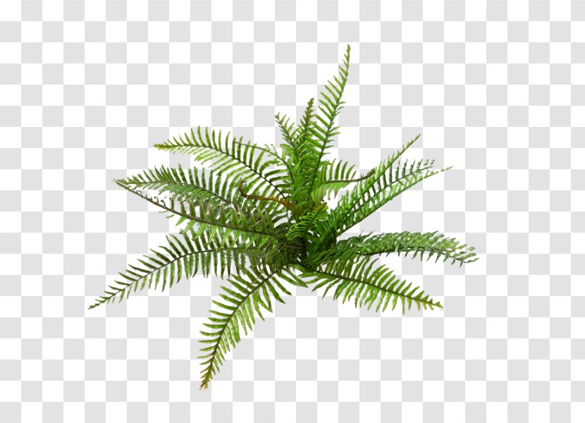 Plastic Boston Fern Bush Hanging Forest Sword - Arecales - Moss Transparent PNG