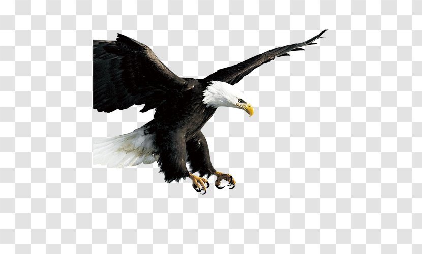 Bird Hawk Icon - Of Prey - Eagle Transparent PNG