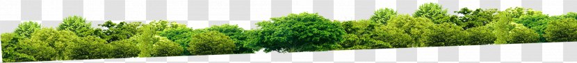 Vetiver Wheatgrass Commodity Plant Family - Forest Transparent PNG