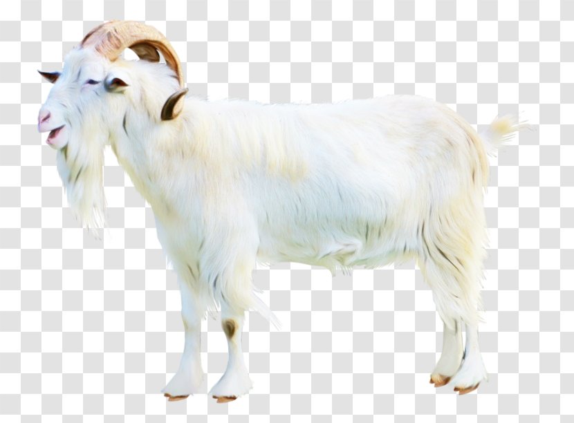 Goat Vector Graphics Image Clip Art - Sheep Transparent PNG