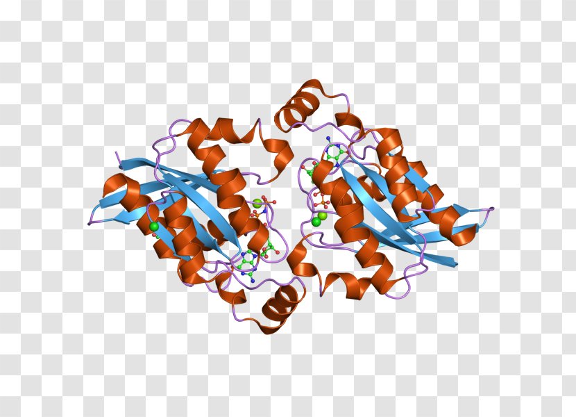 RAC1 Rho Family Of GTPases RAC2 Cdc42 - Microtubule - G Protein Transparent PNG