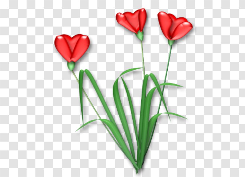 Flowering Plant Cut Flowers Tulip Rosaceae - Red - HEART FLOWER Transparent PNG