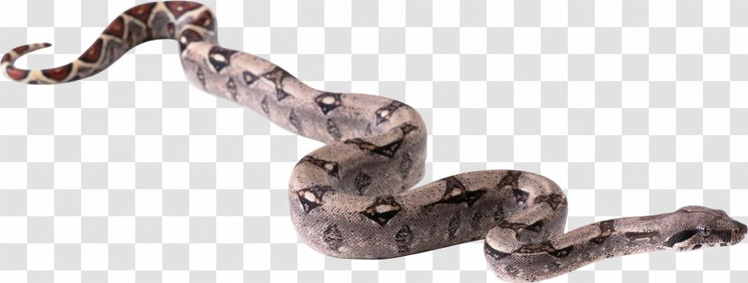 Snake Clip Art - Image Picture Download Free Transparent PNG