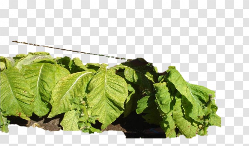 Romaine Lettuce Collard Greens Spring Curly Kale Rapini - Leaf Vegetable Transparent PNG