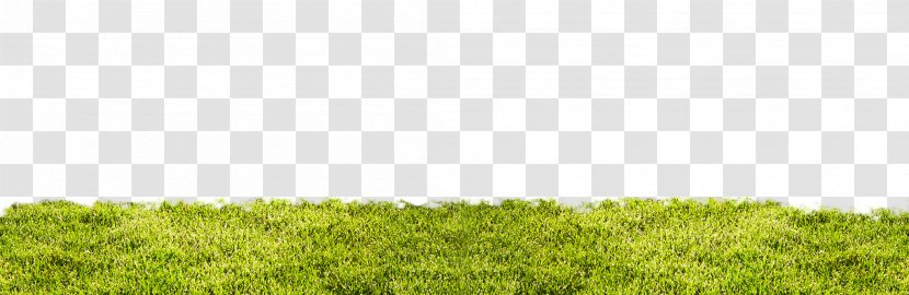 Lawn Vegetation Grassland Ecoregion Land Lot - Tree Transparent PNG