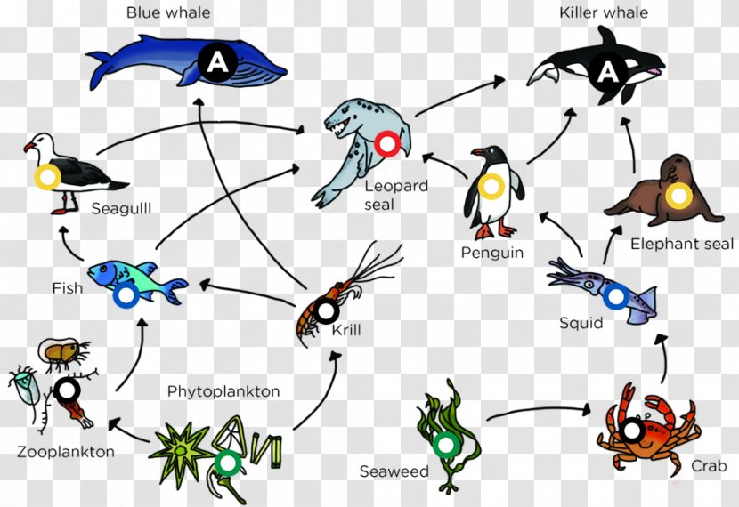 Arctic Ocean Food Web Chain - Tree - Mode Of Transport Transparent PNG