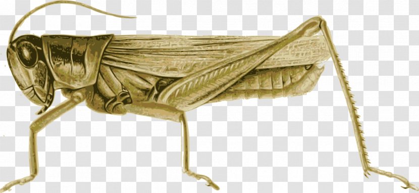 Insect Locust Clip Art Grasshopper Cricket - Drawing Transparent PNG