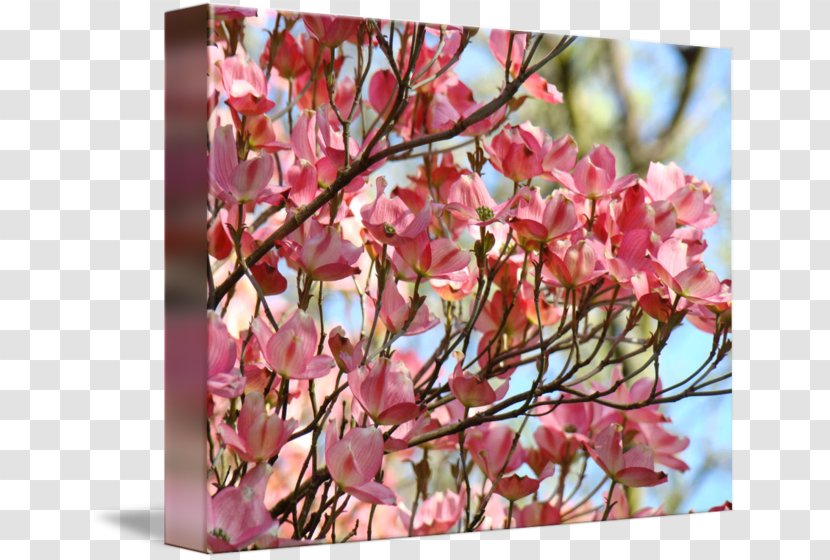 Cherry Blossom Twig Pink M Petal - Plant Transparent PNG