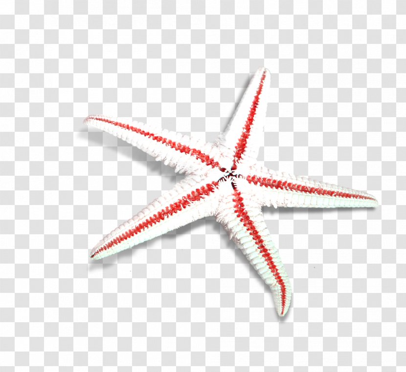 Starfish Sea Beach - Vecteur Transparent PNG