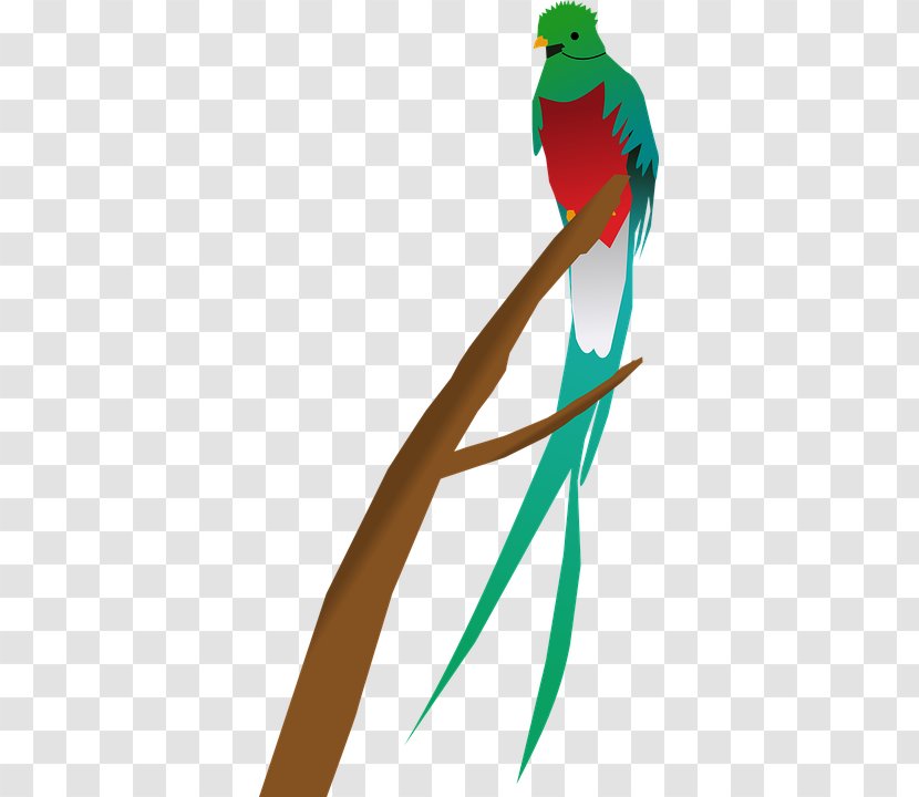 Guatemala Bird Quetzal Clip Art - Internet Forum - Red Parrot Feathers Transparent PNG