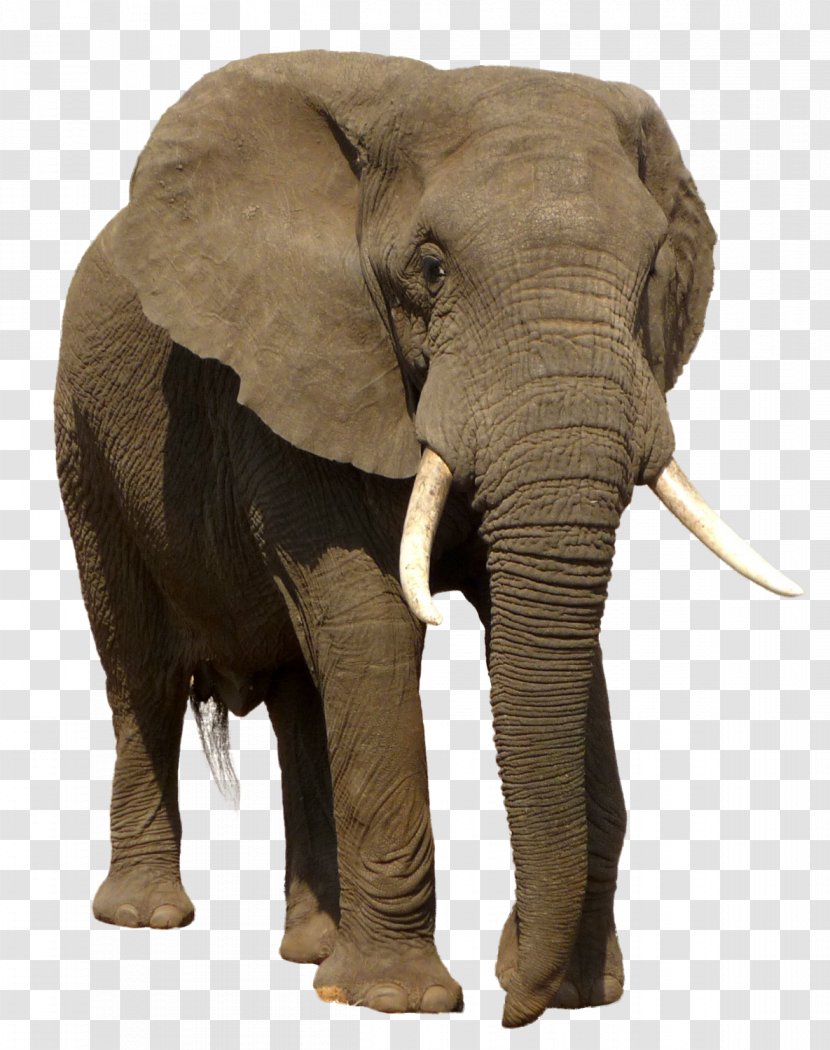 African Bush Elephant Indian Trophy Hunting - In Kenya Transparent PNG