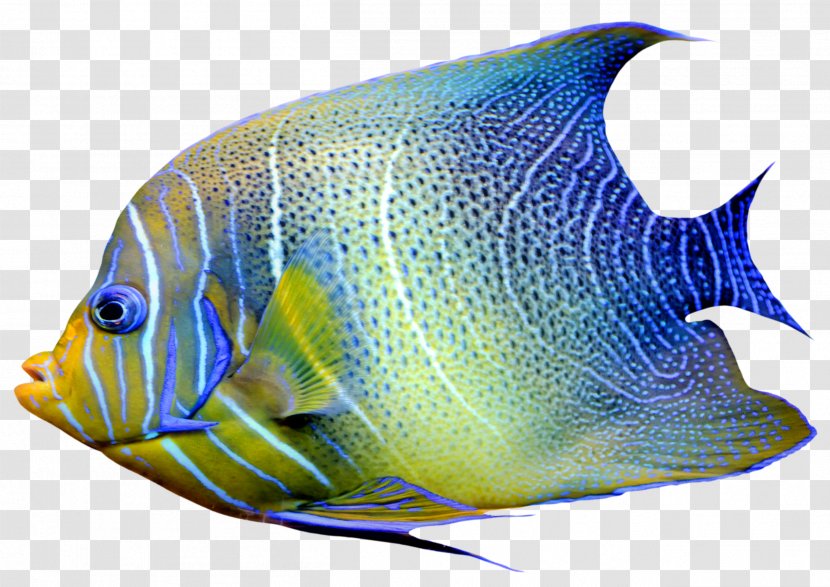 Goldfish Chaetodon Angelfish Clip Art - Saltwater Fish - Fishing Transparent PNG