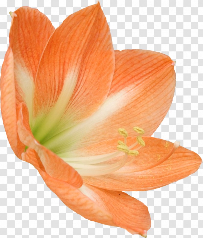 Amaryllis Belladonna Artificial Flower Paper Hippeastrum - Clothing Accessories - Lily Transparent PNG