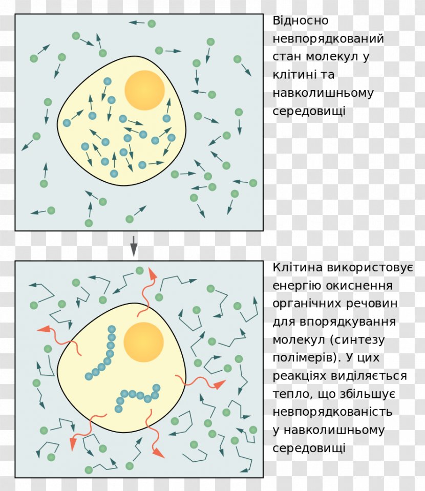 Molecular Biology Of The Cell Essential Organism Thermodynamics - Area - Work Transparent PNG