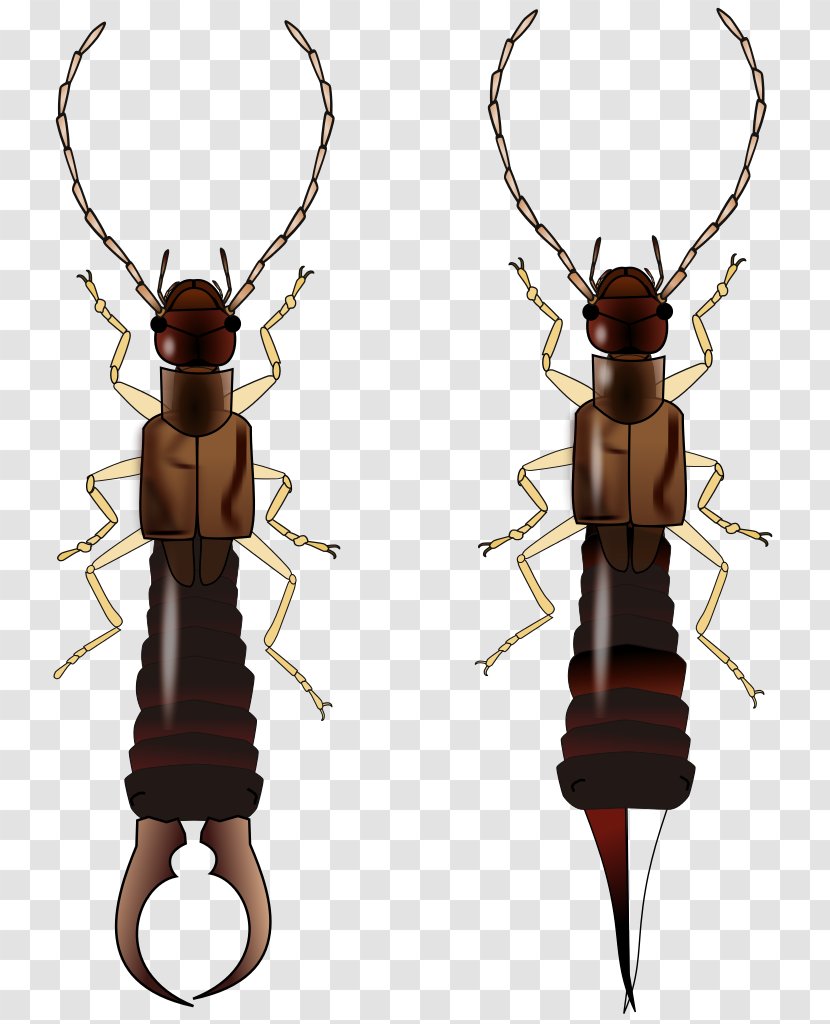 Varied Carpet Beetle Ring-legged Earwig Insect Wing - European Transparent PNG