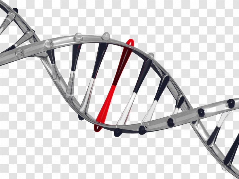 It's In Your DNA: From Discovery To Structure, Function And Role Evolution, Cancer Aging The Moral Code Biology Genetics - Bicycle Frames - Gene Free Downloads Transparent PNG